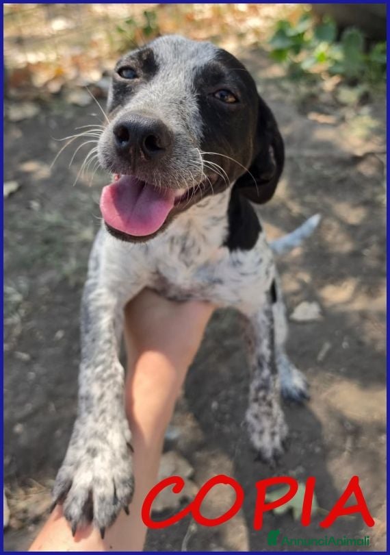 Meticcio cani COPIA DOLCE CUCCIOLOTTA 6 MESI ASPETTA UNA MAMMA U - Annuncio 9