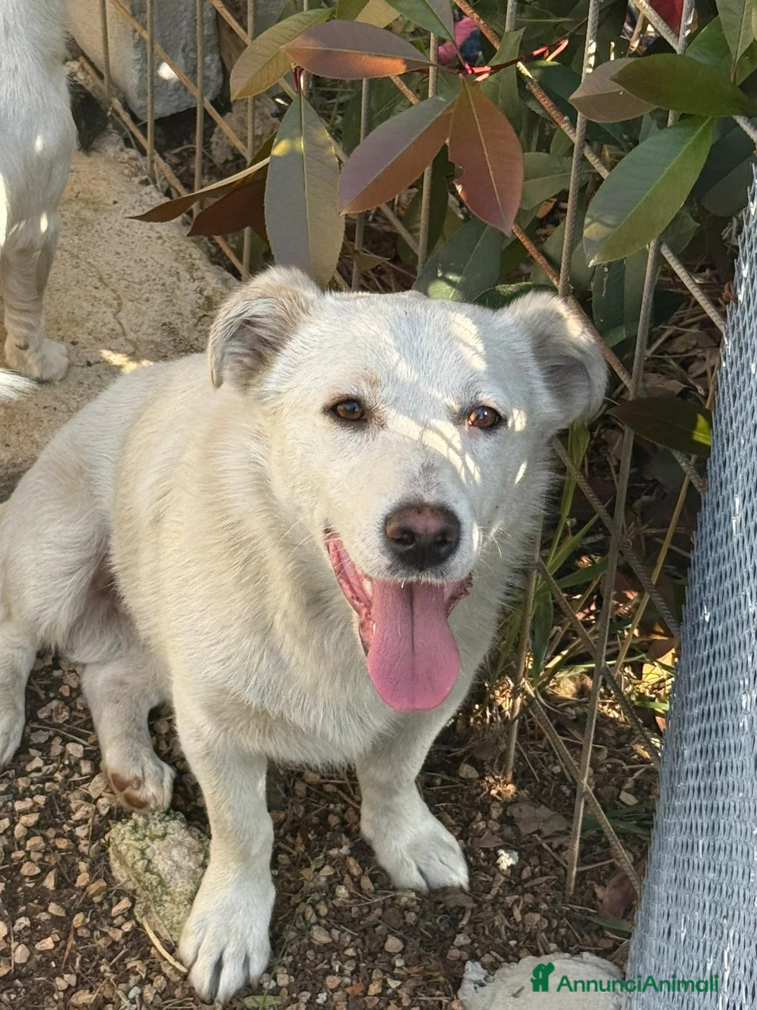 Jack Russell cani in regalo: Cagnolini jack russel e incrocio jack russel  - Annuncio 2