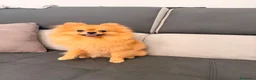 Volpino Pomerania cani in vendita: Pomerania linea americana  a Città Metropolitana di Napoli - Annuncio 3