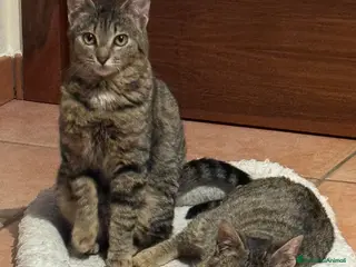 Europeo gatti Gemellini di 5 mesi inseparabili a Cremona - Annuncio 12