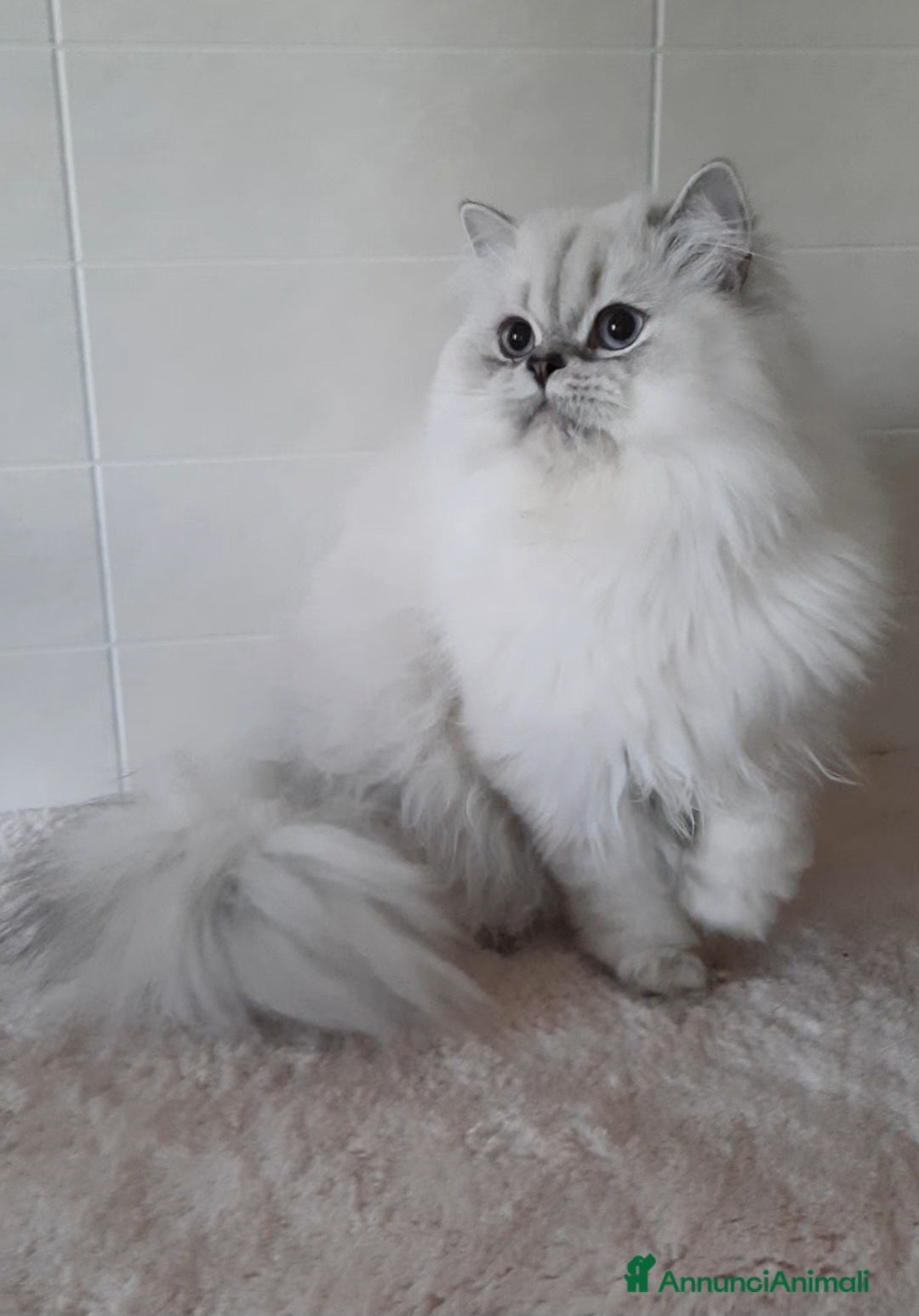 British gatti Cucciolo British longhair  - Annuncio 4