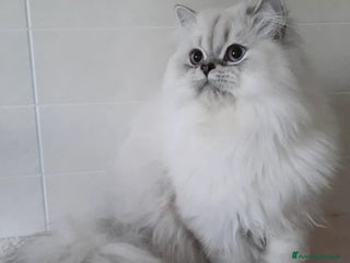 British gatti Cucciolo British longhair - Annuncio 3