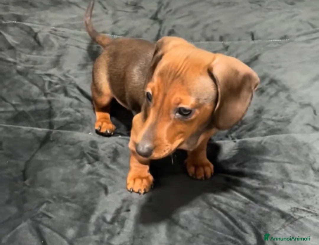 Bassotto cani in vendita: Bassotto  - Annuncio 1