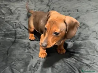 Bassotto cani Bassotto - Annuncio 1