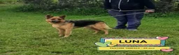 Pastore Tedesco cani in regalo: LUNA cerca casa - pastore tedesco 20 mesi adozione - Annuncio 1