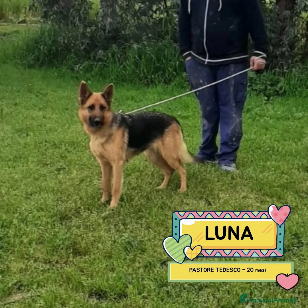 Pastore Tedesco cani in regalo: LUNA cerca casa - pastore tedesco 20 mesi adozione - Annuncio 1