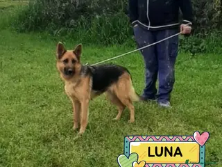 Pastore Tedesco cani LUNA cerca casa - pastore tedesco 20 mesi adozione - Annuncio 1
