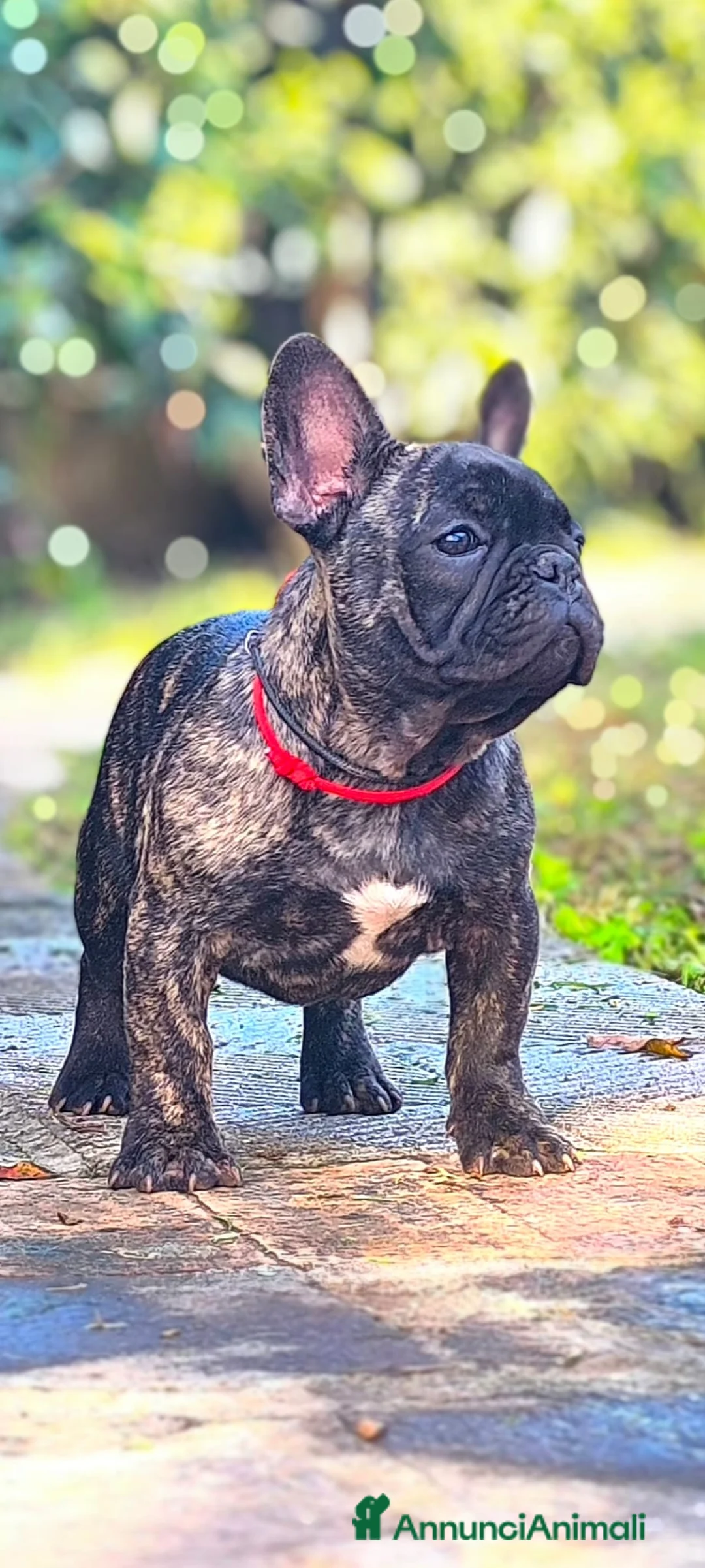 Bulldog Francese cani in vendita: Bulldog francese cuccioli enci a Provincia di Salerno - Annuncio 8