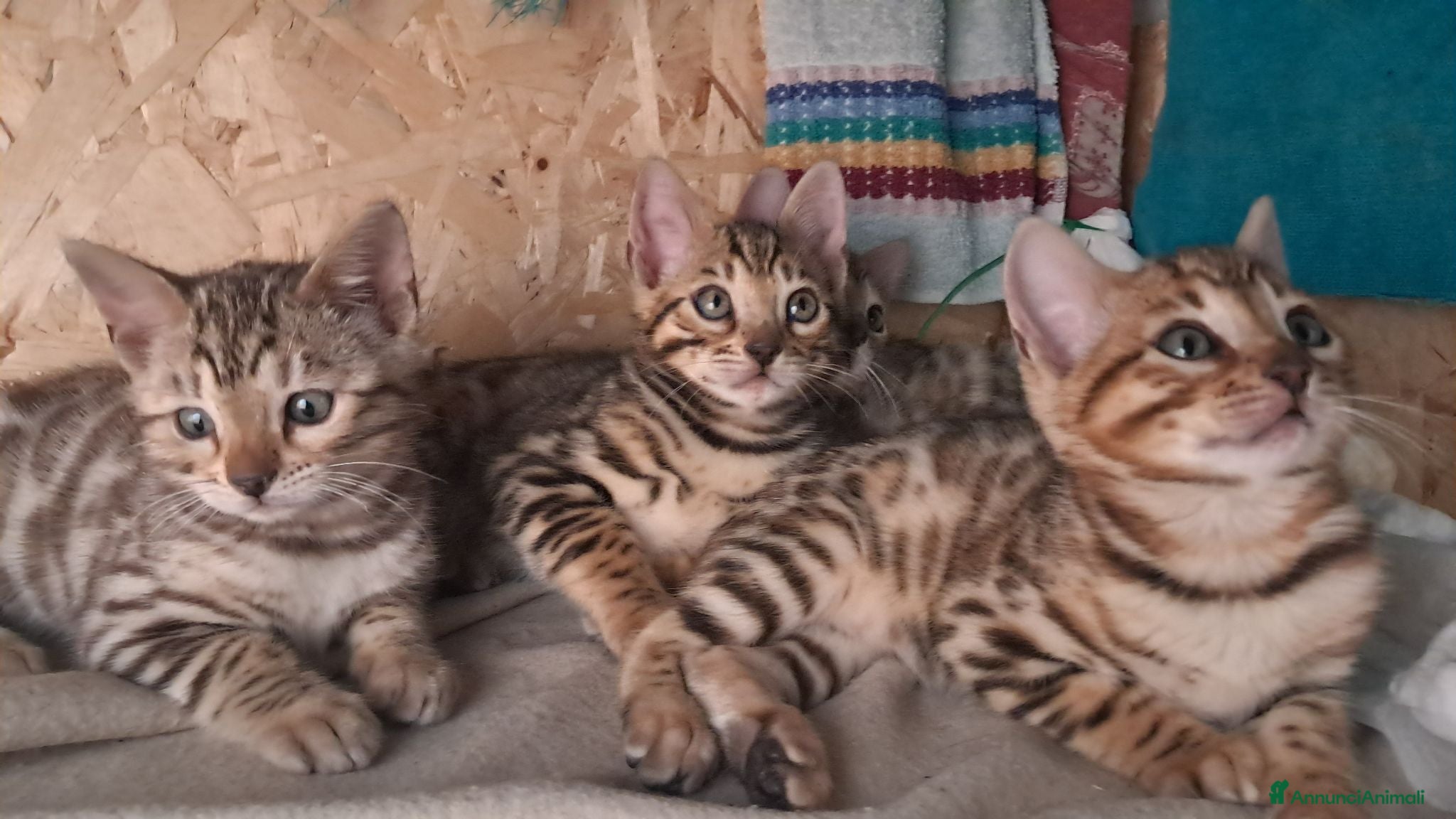Bengala gatti Bengala cuccioli - Annuncio 1