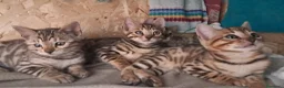 Bengala gatti in vendita: Bengala cuccioli a Provincia di Treviso - Annuncio 1