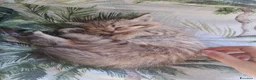 Scottish gatti in vendita: Fantastiche cucciole Scottish straight  - Annuncio 6