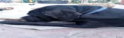Cane Corso cani in vendita: Cucciola di cane corso - Annuncio 5