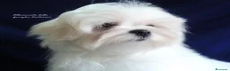 Maltese cani in vendita: Cuccioli Maltesi con Pedigree ENCI a Provincia di Pistoia - Annuncio 2