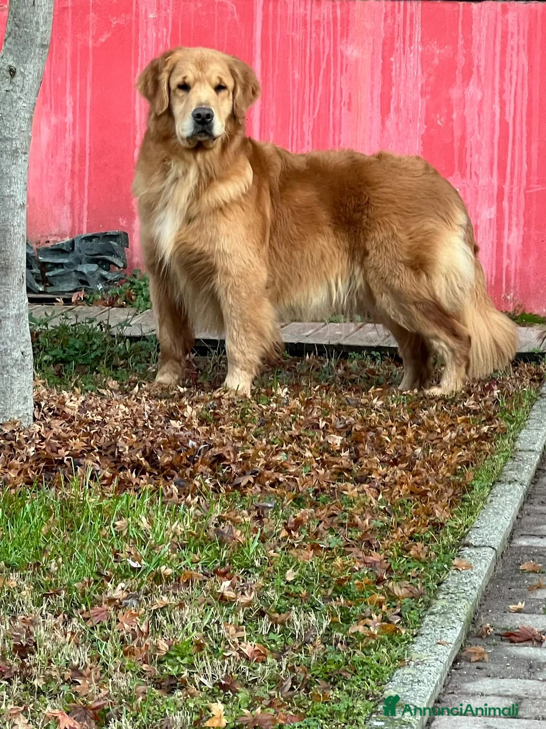 Golden Retriever cani in vendita: Cucciole Golden Retriever Linea Americana  - Annuncio 4