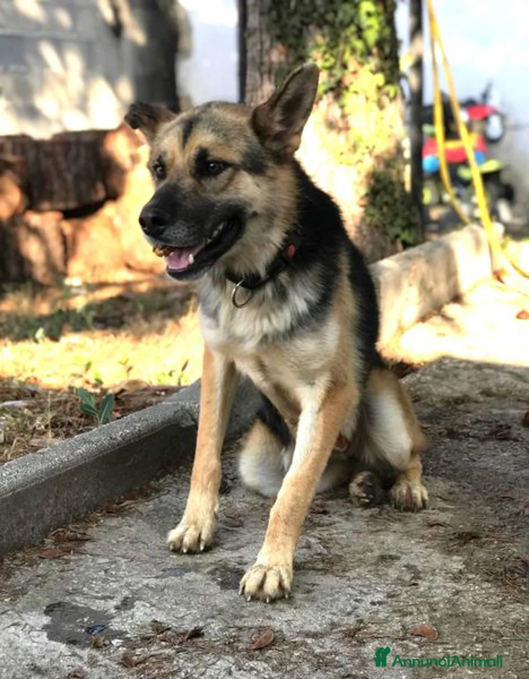 Pastore Tedesco cani in regalo: Strepitoso mix Pastore tedesco husky Whisky a Provincia di Latina - Annuncio 7