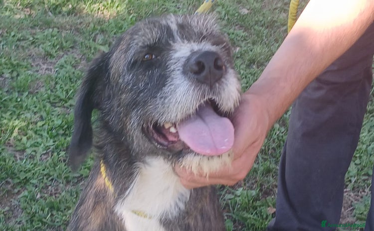 Spinone cani - Annuncio 1