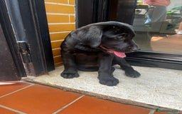 Labrador cani in vendita: Labrador  a Città metropolitana di Roma Capitale - Immagine 17