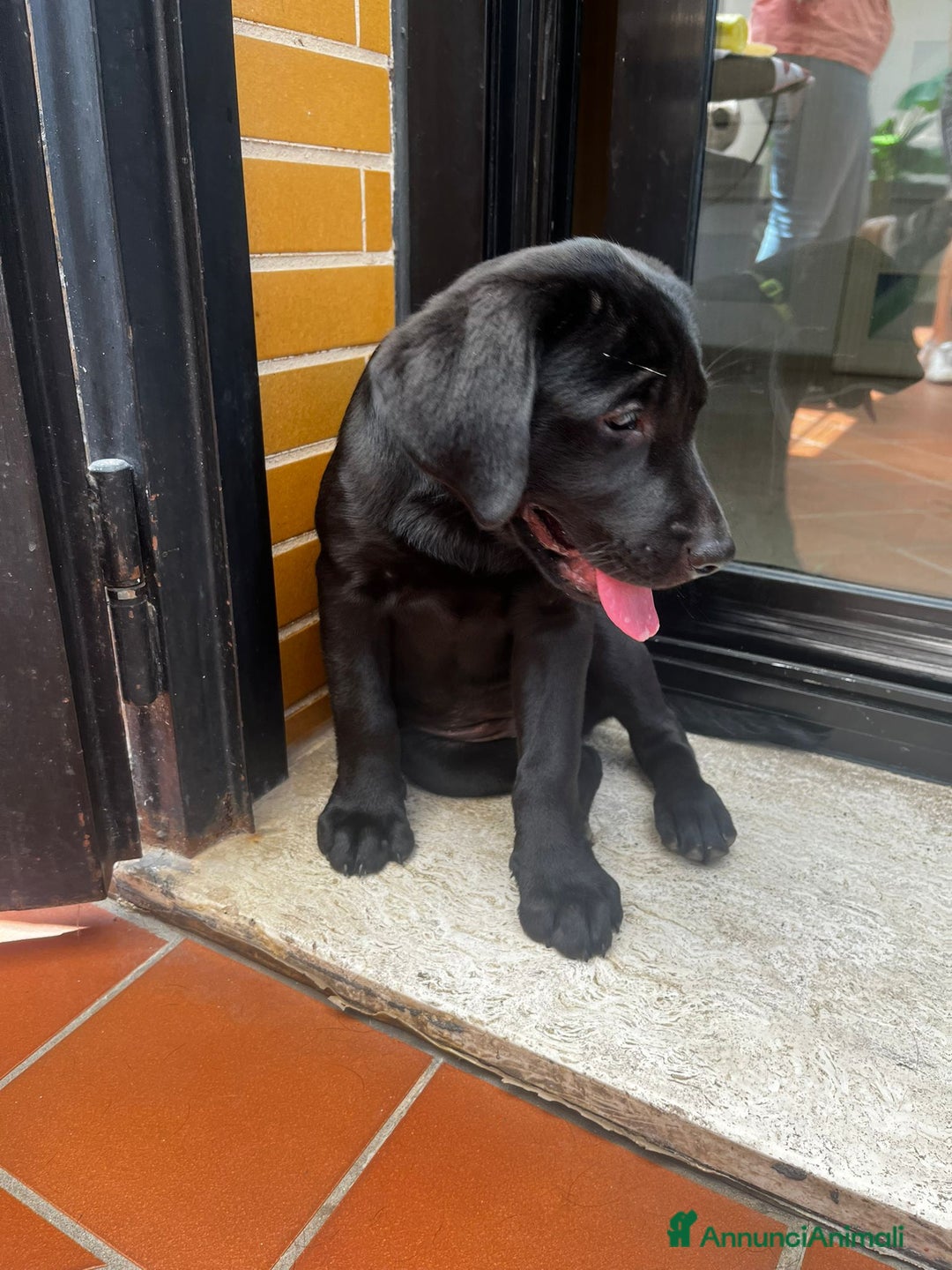 Labrador cani in vendita: Labrador  a Città metropolitana di Roma Capitale - Immagine 17