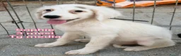 Meticcio cani in regalo: CUCCIOLI, URGENTE! TEMPO SCADUTO  a Provincia di Arezzo - Annuncio 4