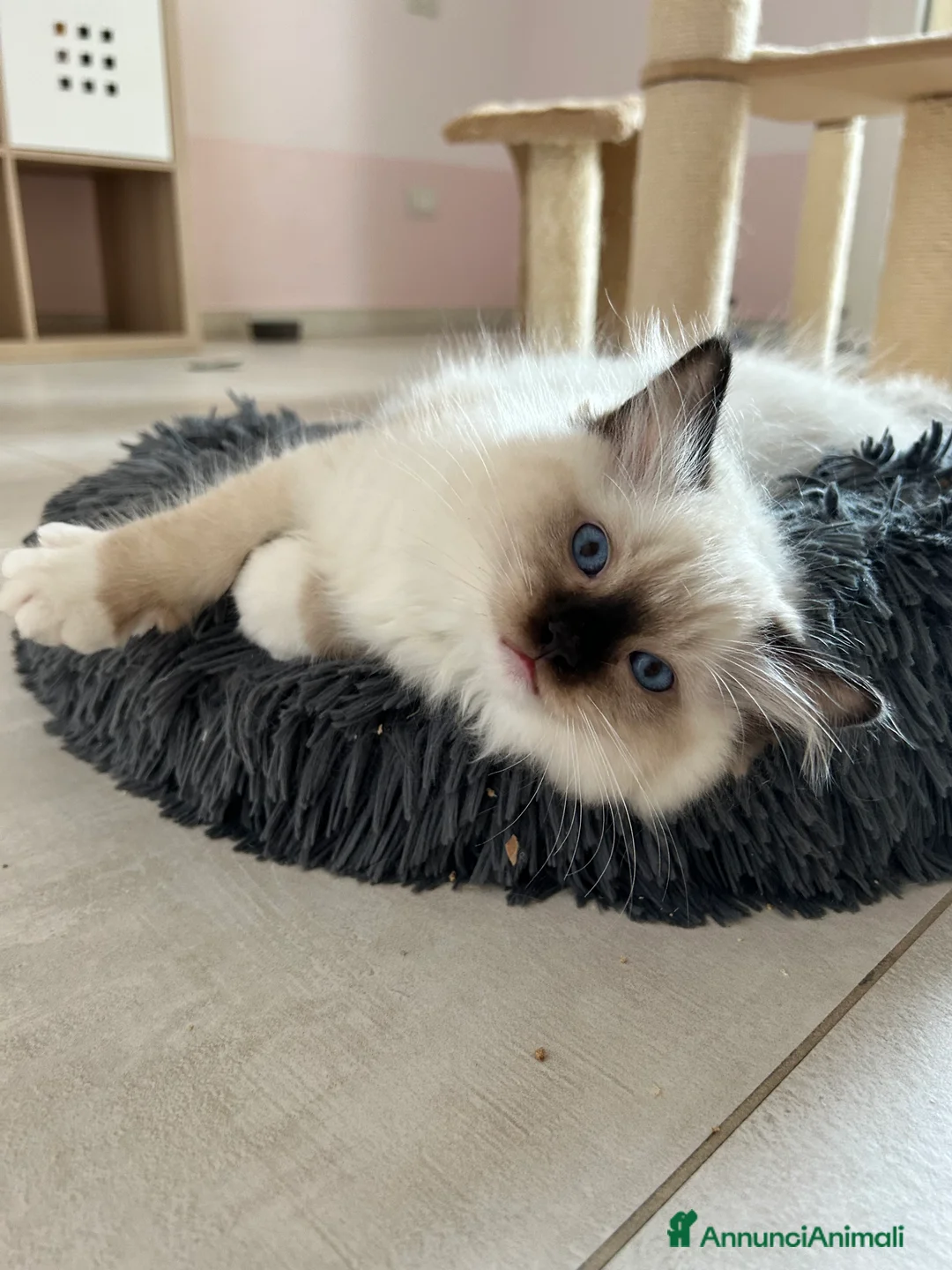 Ragdoll gatti in vendita: Cuccioli ragdoll con Pedigree  - Annuncio 4