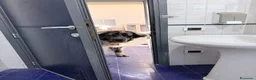 Pastore del Caucaso cani in regalo: In Regalo Pastore del Caucaso 18Mesi a Provincia di Prato - Annuncio 6