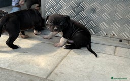 American Staffordshire cani in vendita: Cuccioli Amstaff neri a Città metropolitana di Milano - Immagine 3