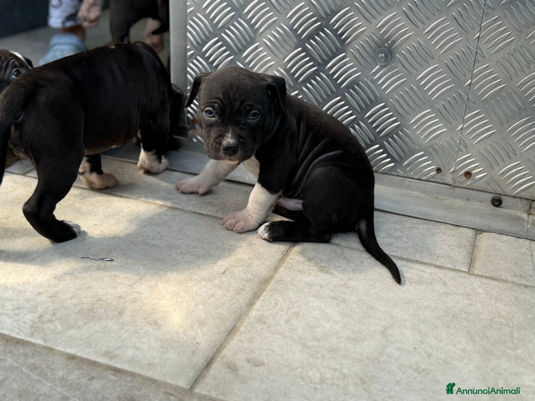 American Staffordshire cani in vendita: Cuccioli Amstaff neri a Città metropolitana di Milano - Immagine 3