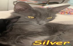 Certosino gatti in regalo: SILVER SIMILCERTOSINO  A PELO LUNGO - Annuncio 1