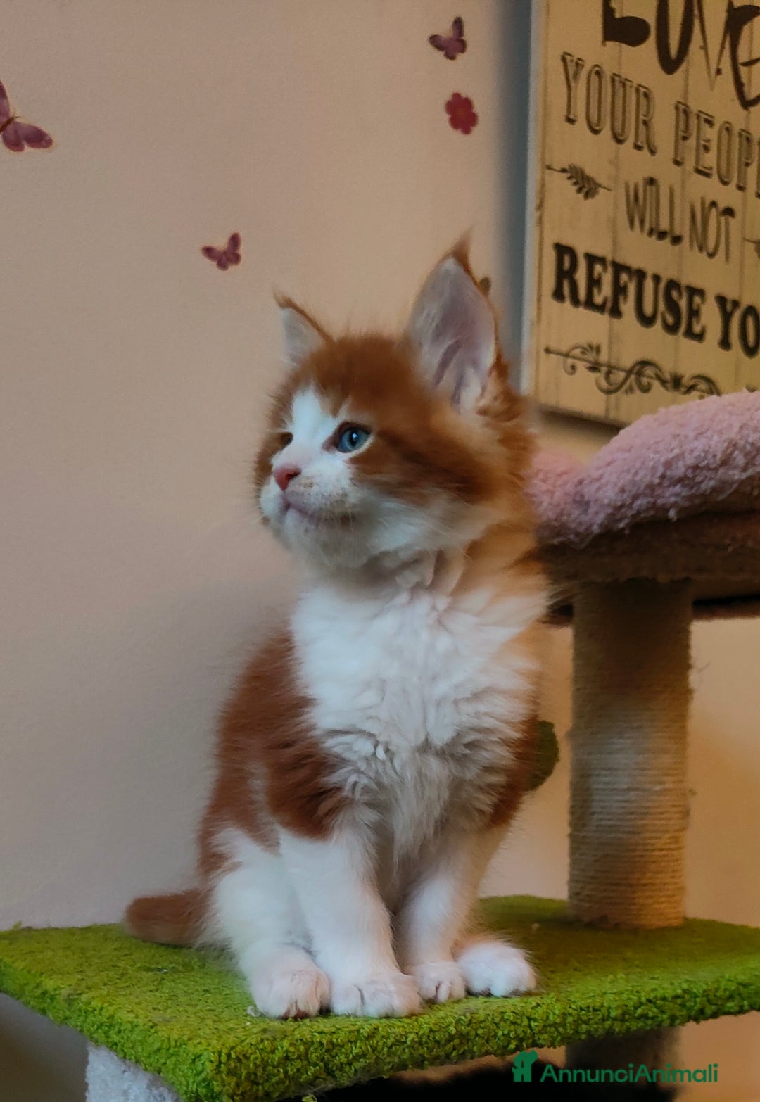 Maine Coon gatti in vendita: piccoli giganti Cattery - Annuncio 1