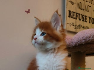 Maine Coon gatti piccoli giganti Cattery - Annuncio 5