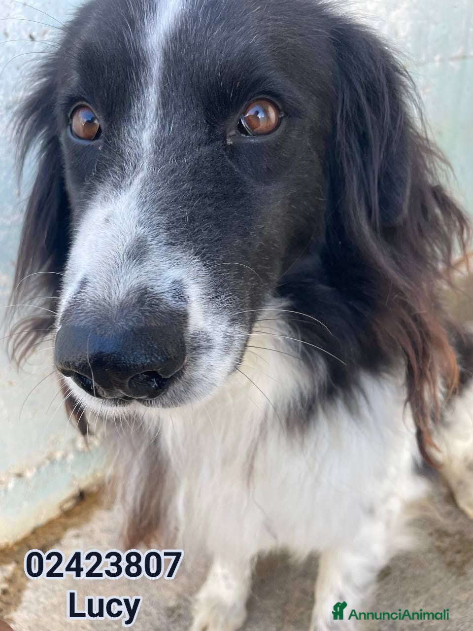 Meticcio cani Lucy. - Annuncio 39