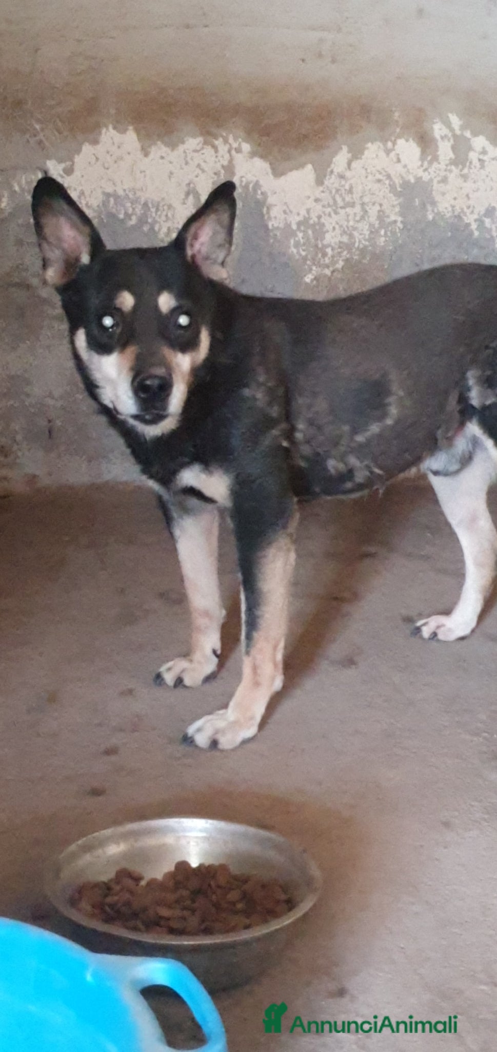 Meticcio cani Marley in canile - Annuncio 22