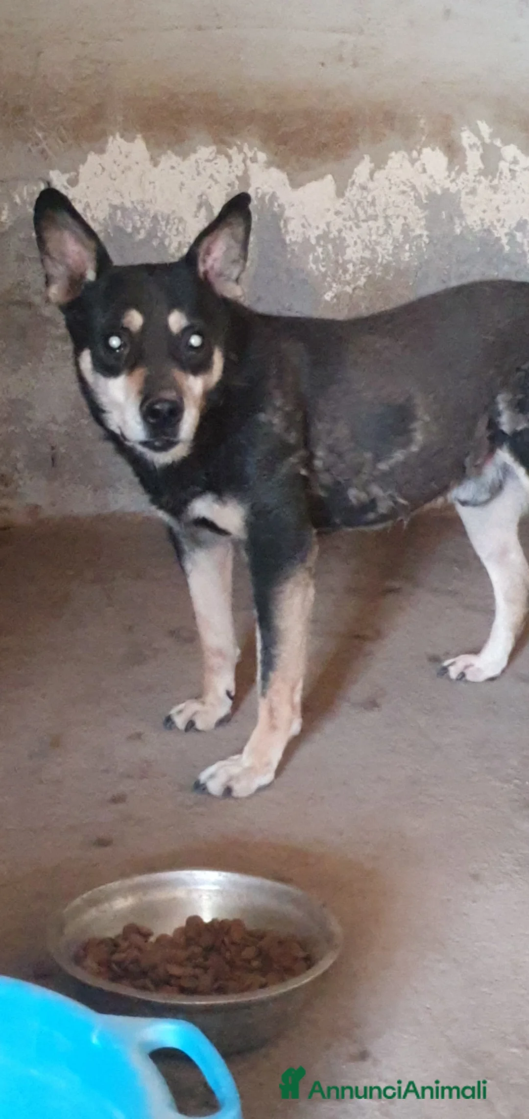 Meticcio cani in regalo: Marley in canile - Annuncio 1