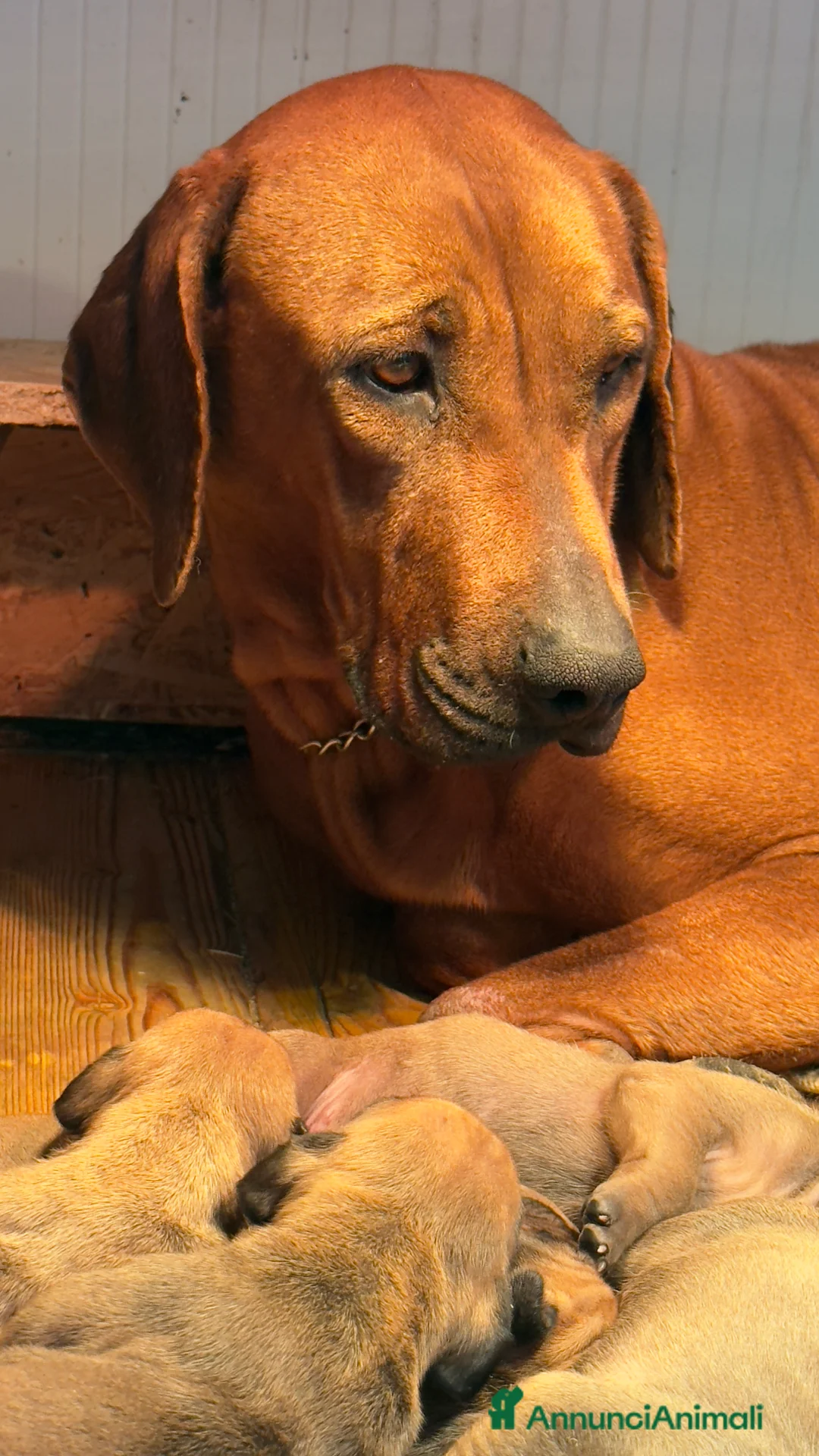 Rhodesian Ridgeback cani in vendita: Cuccioli di Rhodesian Ridgeback  - Annuncio 6