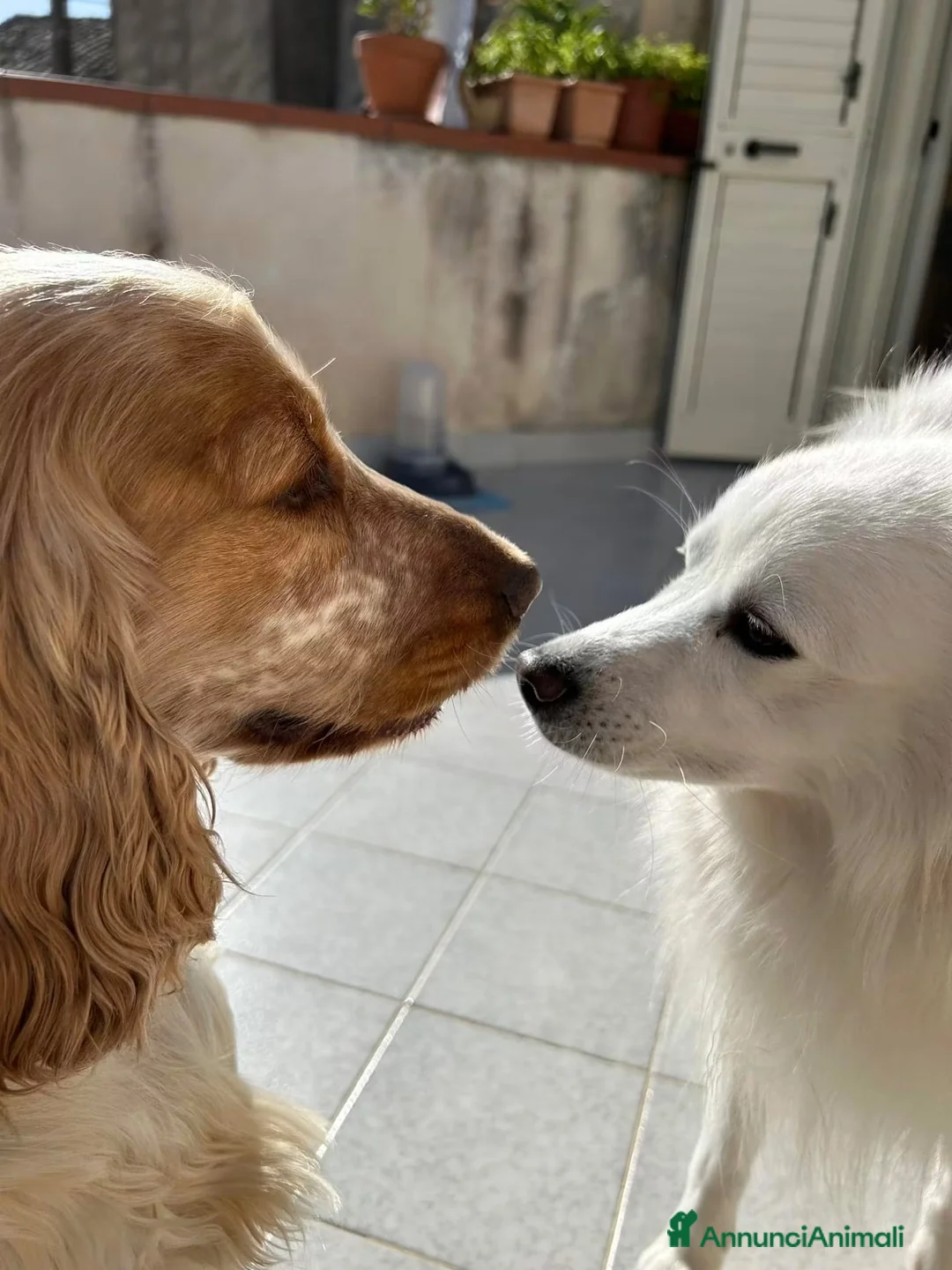 Cocker cani in regalo: Cocker Spaniel e Volpino cercano nuova famiglia  a Libero consorzio comunale di Ragusa - Annuncio 1