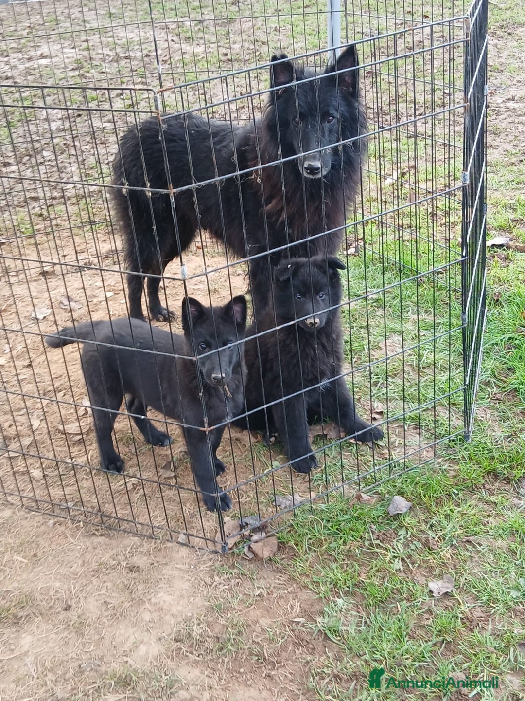 Pastore Belga cani in vendita: Cucccioli di pastore belga groenendeal - Annuncio 2