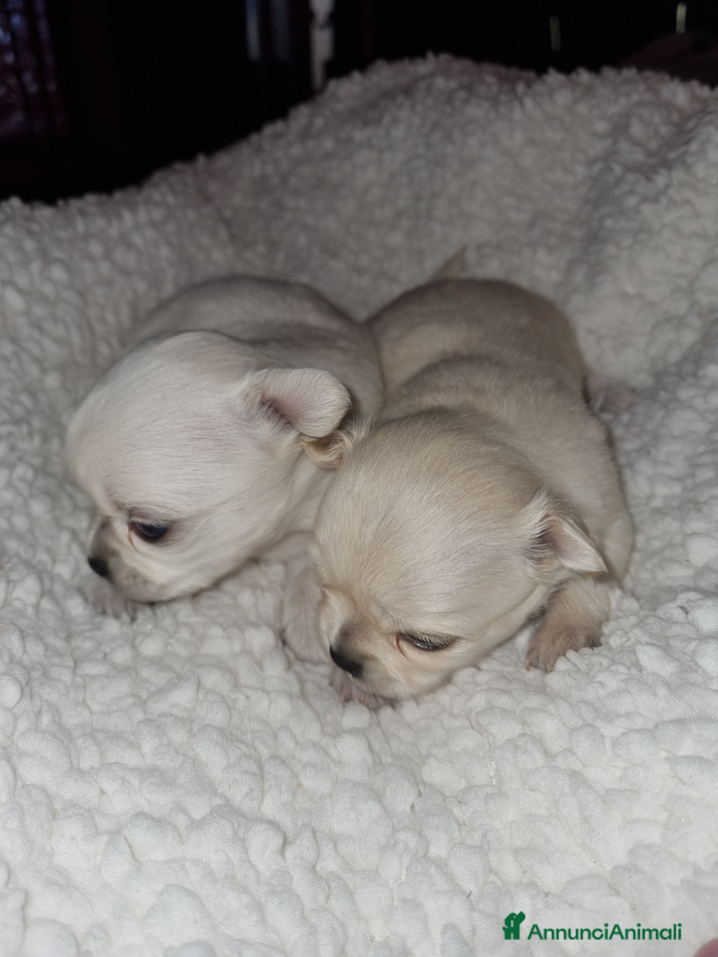 Chihuahua cani Cuccioli di chihuahua toy  - Annuncio 1