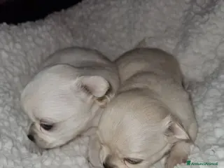 Chihuahua cani Cuccioli di chihuahua toy - Annuncio 2