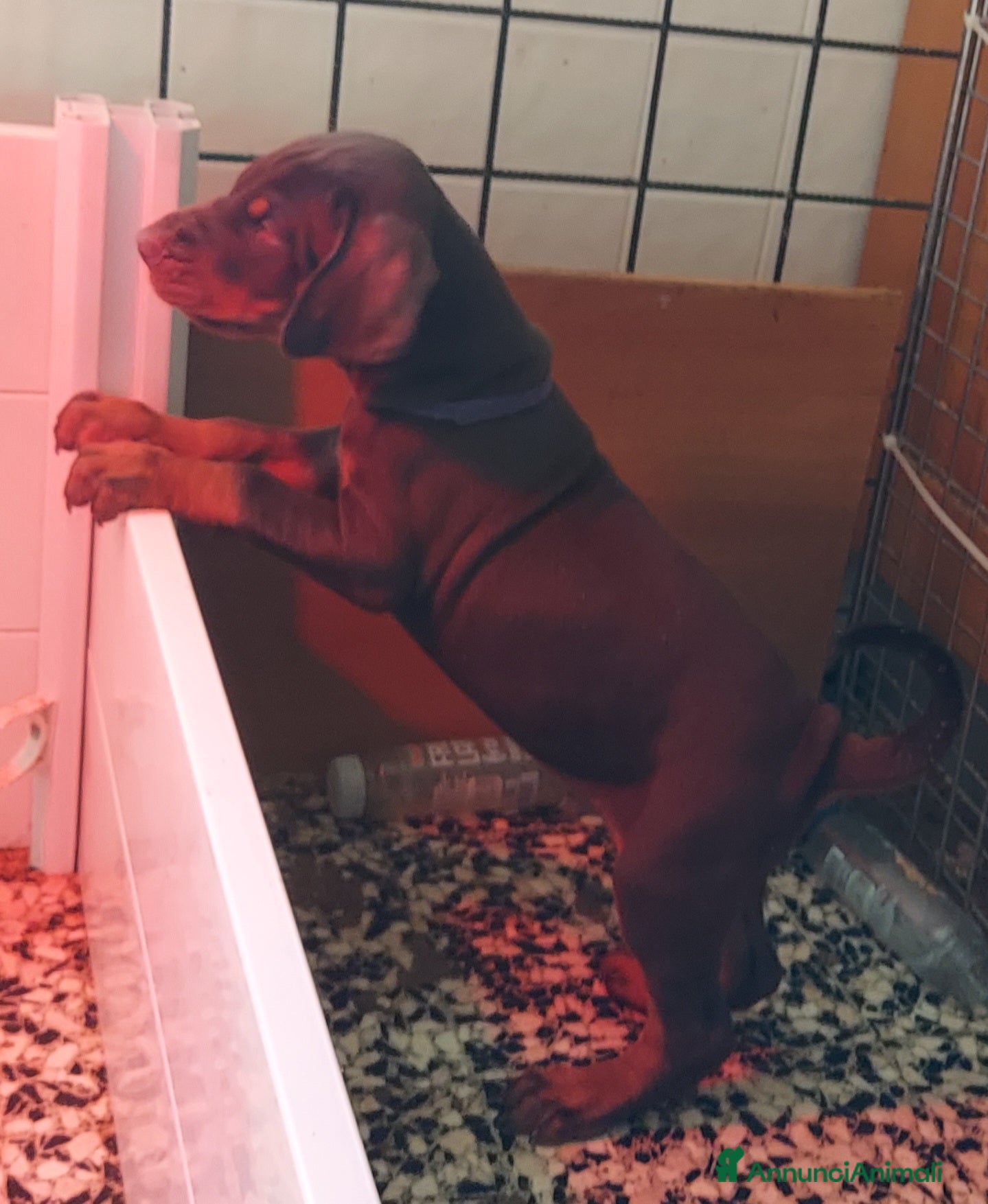 Dobermann cani Dobermann Cuccioli  - Annuncio 1