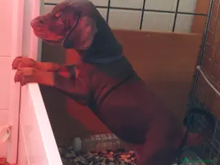 Dobermann cani Dobermann Cuccioli - Annuncio 1