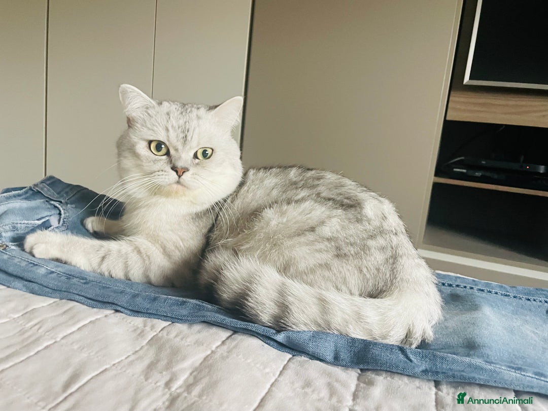 Scottish gatti per accoppiamento: Cercasi gattina per accoppiamento  - Annuncio 2