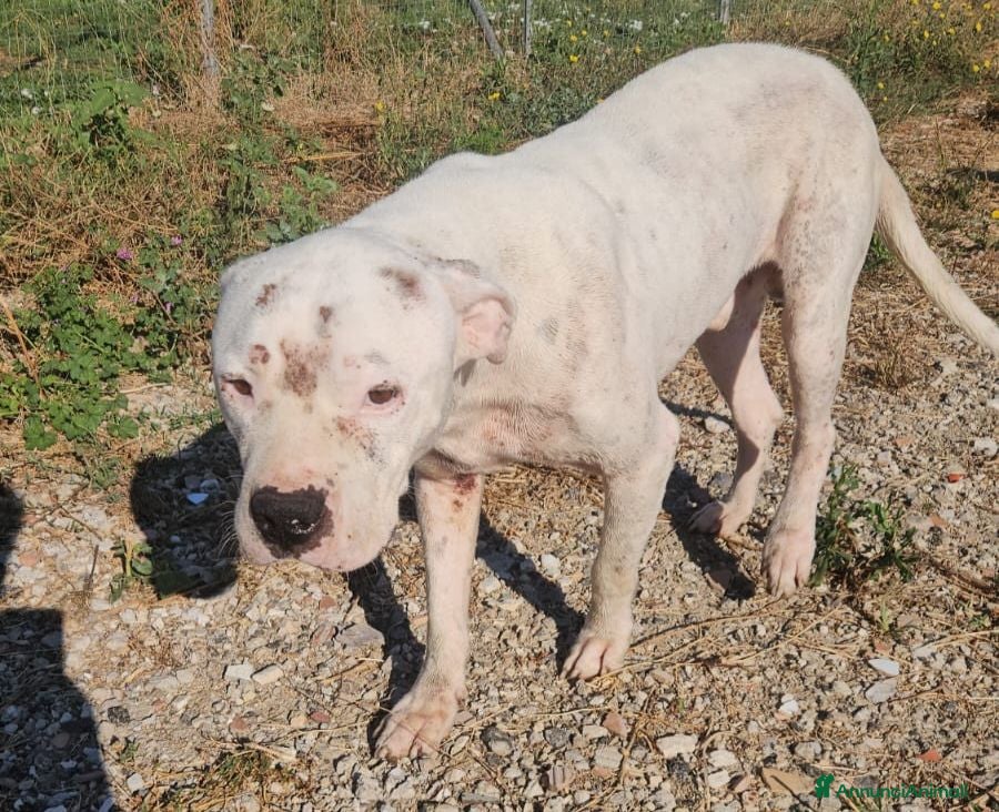 Dogo Argentino cani Giovanni: Dogo Argentino dolce equilbrato  - Annuncio 17