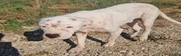 Dogo Argentino cani in regalo: Giovanni: Dogo Argentino dolce equilbrato  - Annuncio 1