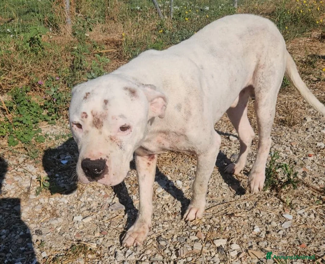 Dogo Argentino cani in regalo: Giovanni: Dogo Argentino dolce equilbrato  - Annuncio 1