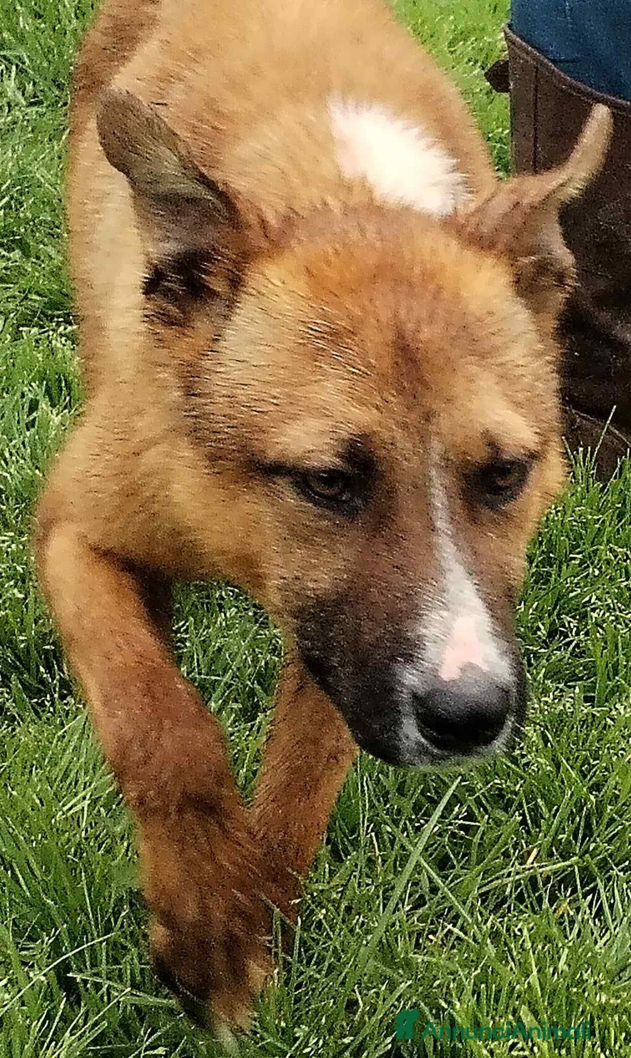 Meticcio cani Van mini pastorello non può crescere in cani a Provincia di Latina - Annuncio 2