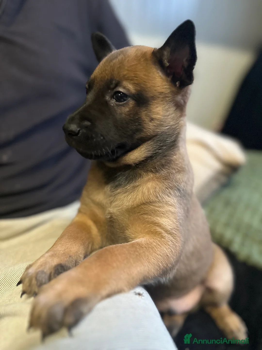 Pastore Belga cani in vendita: Cuccioli pastore belga Malinois  - Annuncio 3