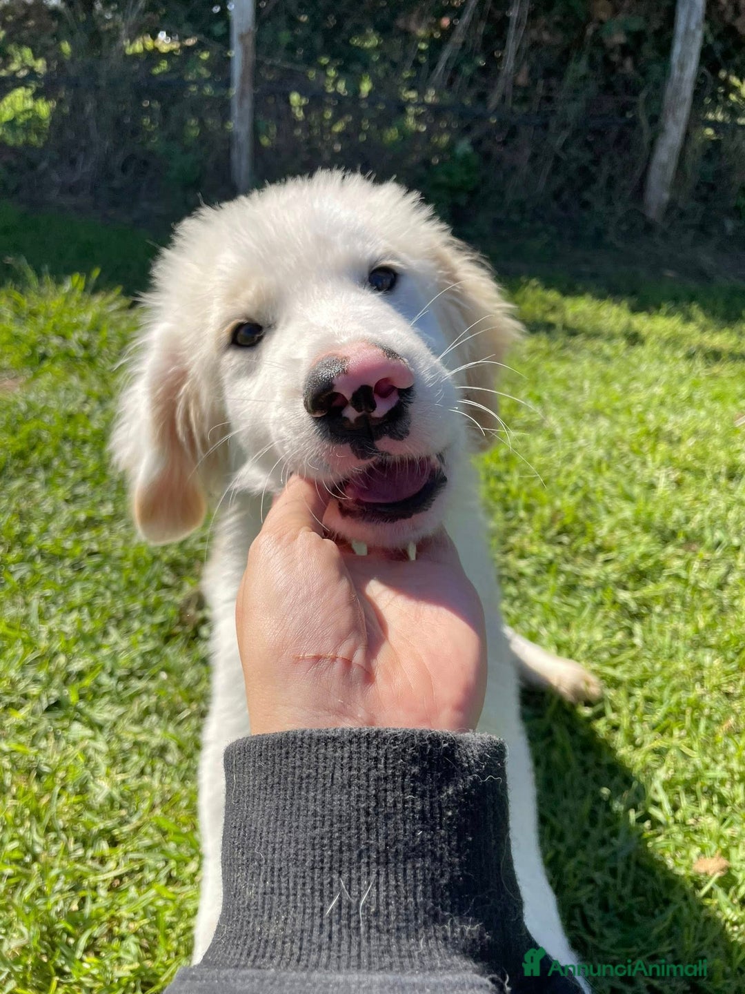 Pastore Maremmano cani in regalo: Cesare, cucciolo dal nasino maculato - Annuncio 6