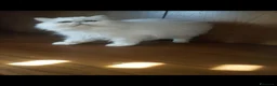 Persiano gatti in vendita: Gatta persiana adulta - Annuncio 3