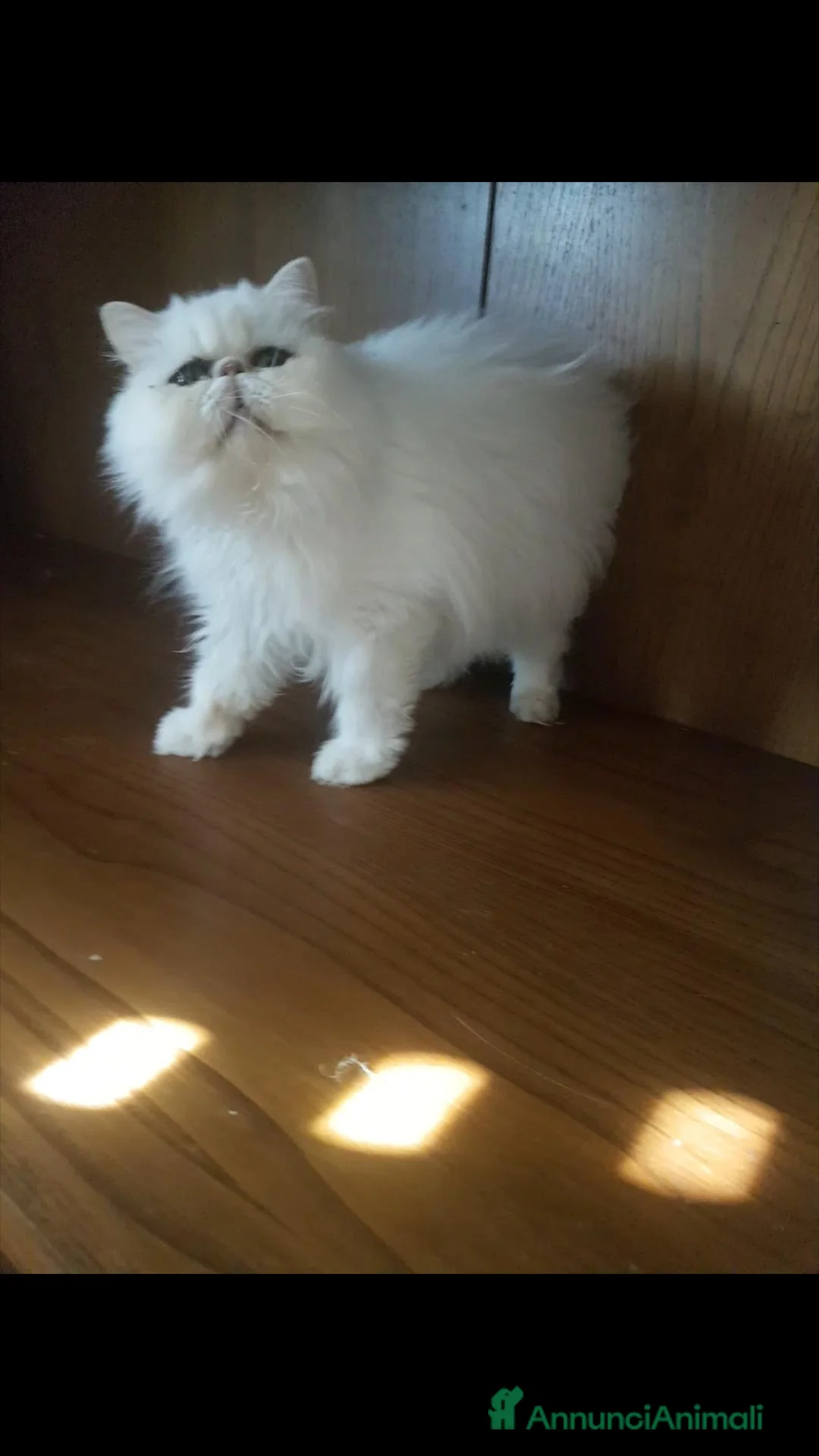Persiano gatti in vendita: Gatta persiana adulta - Annuncio 3