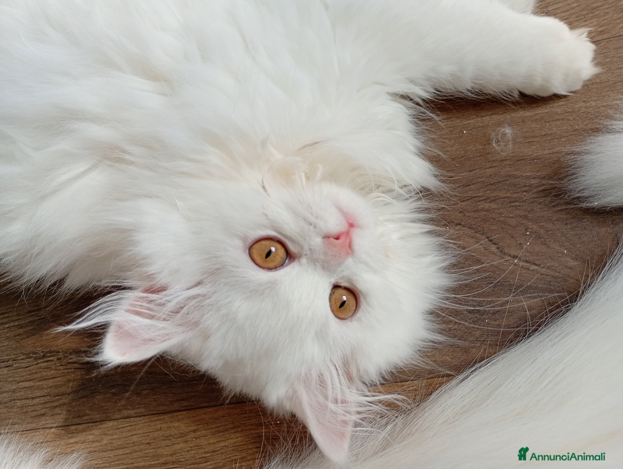 Scottish gatti Gattini Scottish longhair  - Annuncio 26